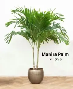 マニラヤシ6種☆種から育てる沖縄観葉植物-Manira palm tree-