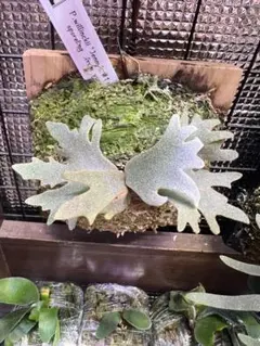 2025年最新】ビカクシダ ジェニーの人気アイテム - メルカリ