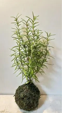 明日もテスト様 リクエスト 2点 まとめ商品