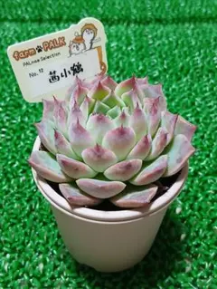 紺霞　札付きポットごとメルカリ便ファームパルクさん苗 特選コロラータ札付きポットごとメルカリ便ファームパルクさん苗