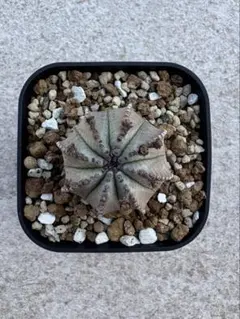 Top【選抜株】多肉植物 24947オービキュラータ錦 10個 鉢無し/脱土