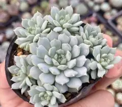 gakky様 リクエスト 2点 まとめ商品