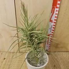 momomo様 リクエスト 2点 まとめ商品