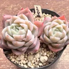 ぷーすけ（プロフィール必読）様 リクエスト 2点 まとめ商品