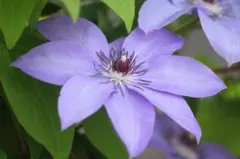 はな様専用 タネセット 2点