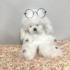カネヒラ たまもの ビッグサイズ ぬいぐるみ 空想アパートメント