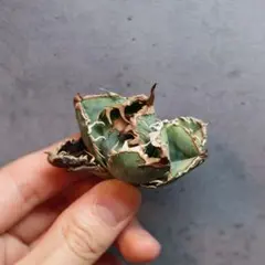 【アガベ】星空　メルカリ最安値+速達込み 2025年最新】アガベ星空の人気アイテム - メルカリ