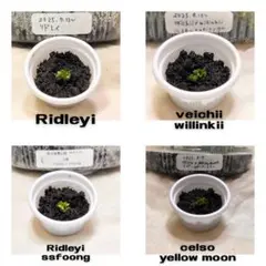 2026年最新】ビカクシダ セルソの人気アイテム - メルカリ