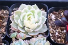 ポ*ン様 エケベリア・Onslow斑入り