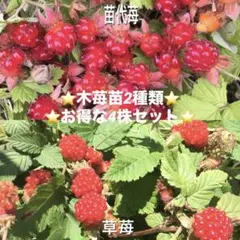天然、野いちごの強化苗3株セット＋プティ粗品＋全国匿名送料無料、同