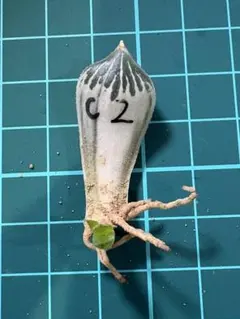 ハオルチア 白蛇伝葉挿し苗１個発芽済みのサムネイル