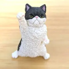 エキゾチックショートヘア