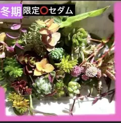 冬期限定❣️ 寒さに強いカラフルセダム寄せ植え 15種以上30カット