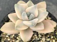 Ma様おまとめ割　リクエスト 2点 まとめ商品