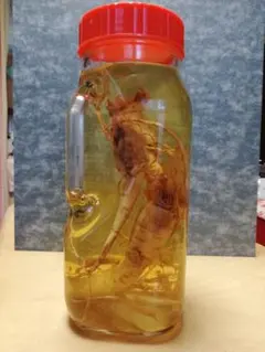 Item thumbnail for item 1d633e08-efe0-4327-b858-1f17c3cfdfa1