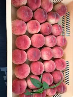 硬めの桃産地直送 新鮮な桃 詰め合わせ　なつっこ10kg 硬めの桃産地直送 新鮮な桃 詰め合わせ なつっこ10kg - メルカリ