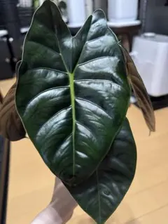 Grace様専用おまとめ）