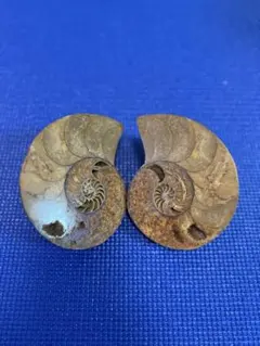 アンモナイト 化石 石の中に2体の化石 中生代白亜紀 ノジュール 北海道