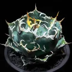 2025年最新】アガベチタノタ 子株の人気アイテム - メルカリ