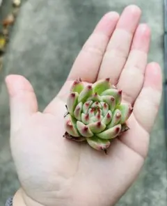 ゆいママ&パパ　多肉年内発送25日まで❗様 リクエスト 3点 まとめ商品