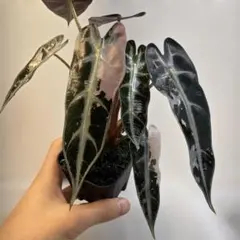 希少 アロカシア プラチナム アルボ 芋株 - メルカリ