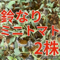 みな様 リクエスト 2点 まとめ商品