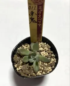 2026年最新】ミックスベリアの人気アイテム - メルカリ