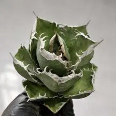 2025年最新】アガベ チタノタ ブツブツの人気アイテム - メルカリ