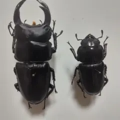 週末限定お値下げ　ミヤマクワガタ標本 ８０匹セット　Ａ~B品　コクワガタ ミヤマクワガタ標本 80匹セット A~B品 週末限定お値下げ