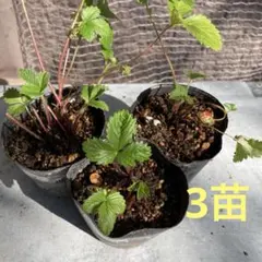 いちご　3苗