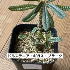 2026年最新】ブラータ ギガスの人気アイテム - メルカリ