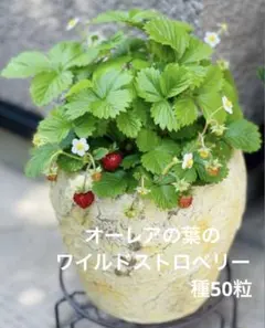 たかぼー様専用