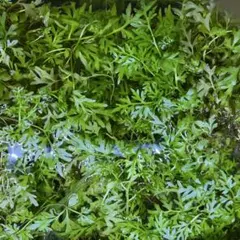 1】中型種 ギボウシ / ホスタ レインフォレストサンライズ 苗 1芽