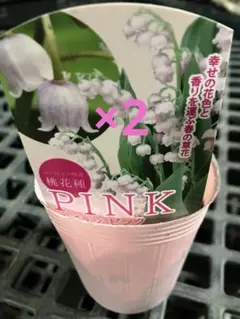 2株発送　ドイツスズラン　スズラン　桃花種　　ピンク　苗