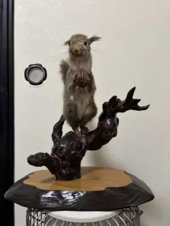 リス 剥製 置物 リス 剥製 置物