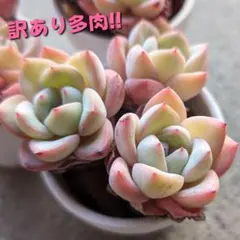 ズッキーニ様 リクエスト 3点 まとめ商品