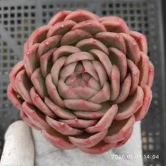 Naoko様 リクエスト 6点 まとめ商品