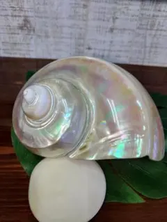 特大　夜光貝　真珠磨き　インテリア　　　　　　飾り物　　アクセサリー　オブジェ 夜光貝 姿磨き インテリア 飾り物 アクセサリー オブジェ 4個セット