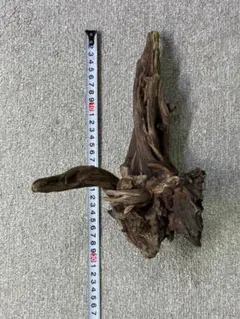 ADA 流木　約30cm　※注意点ありのサムネイル