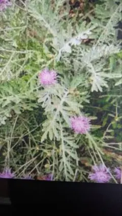 多肉植物 トリカラー 抜き苗 根付き ピンクミニー - メルカリ