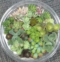 寄せ植えセット　カット苗　多肉植物