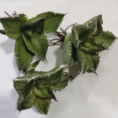 777 【上澳園芸】 アガベ チタノタ 魚骨 優良血統 - メルカリ
