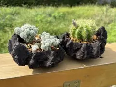 サボテン 3株セット 観葉植物 ギムノカリキウム 短刺天平丸 - メルカリ