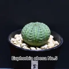 ⭐︎Alphonse✩さま専用　鉢植えのまま速達　扁平ユーフォルビア・オベサ5
