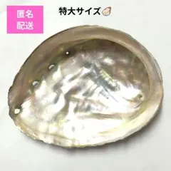 アワビ 貝殻 あわび 鮑 アバローン アバロン アバロンシェル アバローンシェル