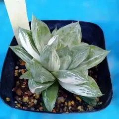 多肉植物ハオルチア(札落ち：斑入りハオルチア)②のサムネイル