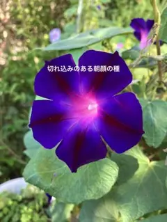 ショコラ様 リクエスト 3点 まとめ商品