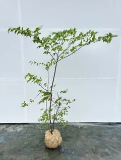良形で細枝が魅力的 ドウダンツツジ 617 樹高1.4m位 灯台躑躅 紅葉