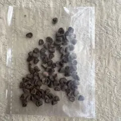 ★100粒　ローゼル種②　発芽確認済