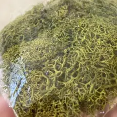 フェリシモ　クチュリエ　の　多肉植物作ろうのキットの一部